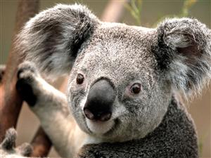 Koala Health Form
