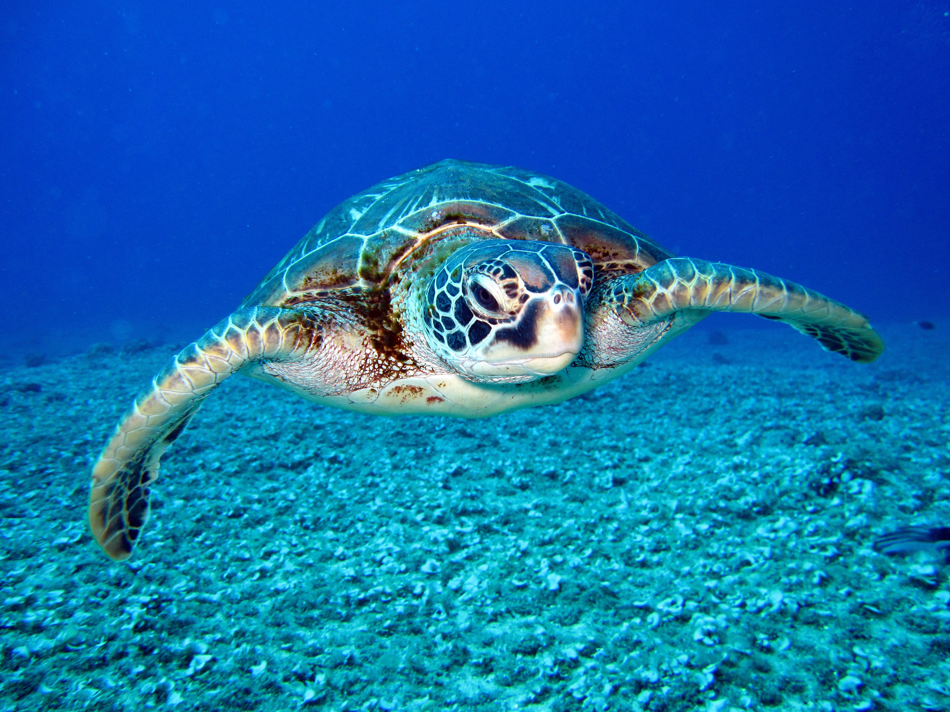 Hawksbill Turtle